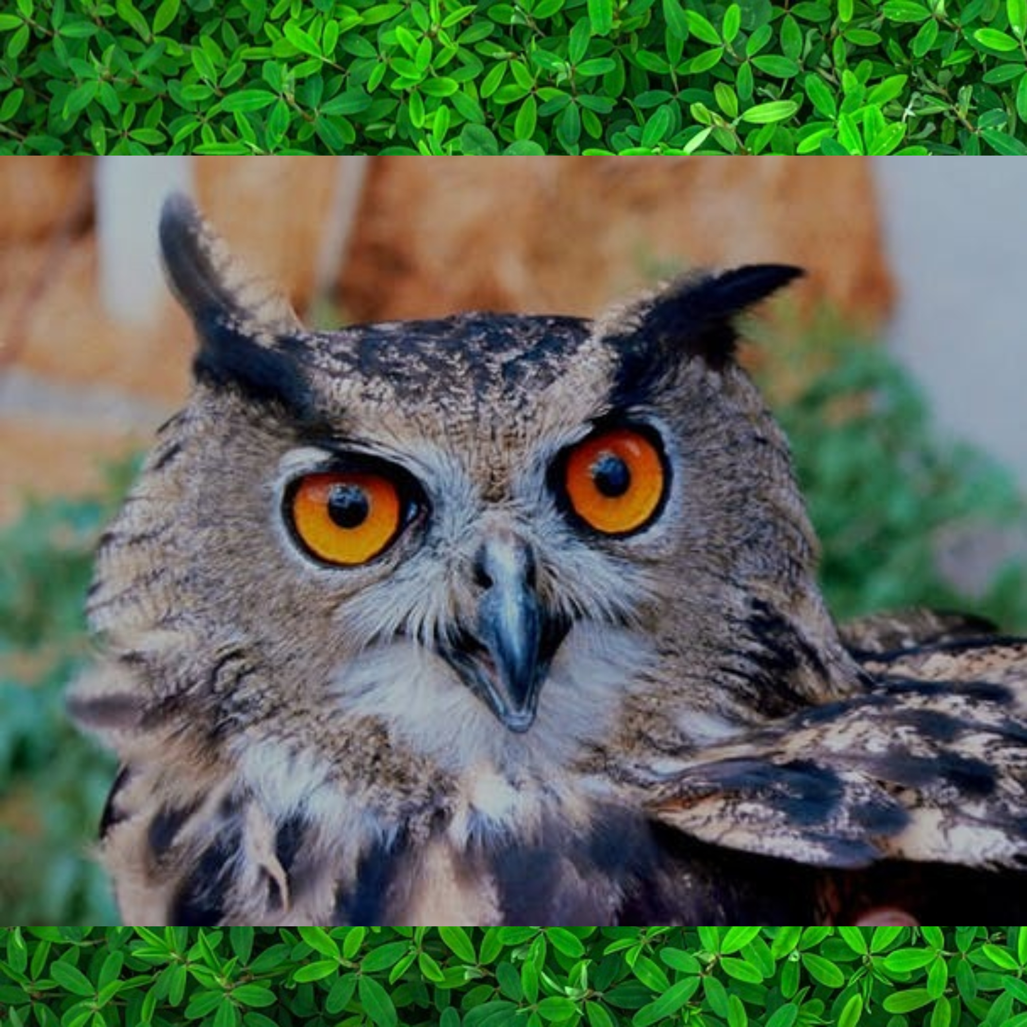 owlw